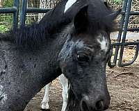 breeding-miniature-horse