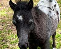 therapy-miniature-horse