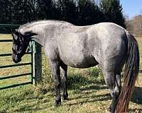 blue-roan-tennessee-walking-horse