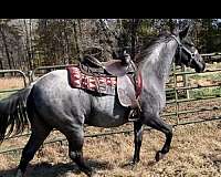 blue-roan-filly-tennessee-walking-horse
