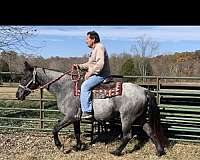 twh-tennessee-walking-horse