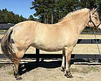day-fjord-horse