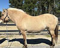 easy-fjord-horse