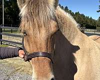get-mare-pregnant-fjord-horse