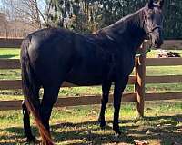 big-mare-tennessee-walking-horse