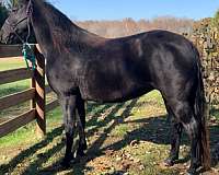 twh-broodmare