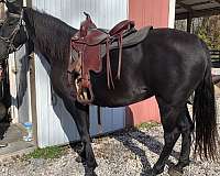 trail-horse-broodmare