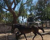 bay-star-horse