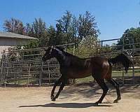 all-around-thoroughbred-horse