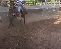 dressage-thoroughbred-horse