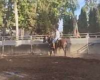 experienced-thoroughbred-horse