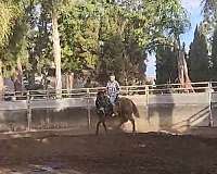 hunter-thoroughbred-horse