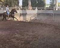 jumper-thoroughbred-horse