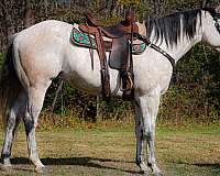 all-around-quarter-horse