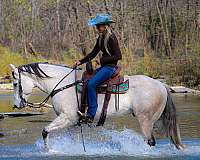 athletic-quarter-horse