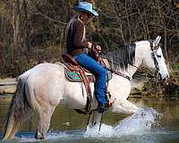 beginner-quarter-horse