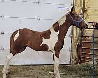 tennessee-walking-filly