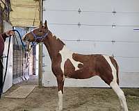 tennessee-walking-horse-for-sale
