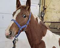 tennessee-walking-horse