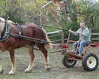 barefoot-belgian-horse