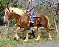 bright-belgian-horse
