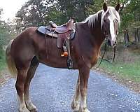 giant-belgian-horse