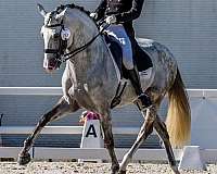 advanced-level-lusitano-horse