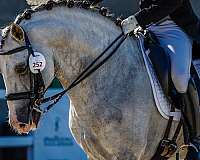 lusitano-horse