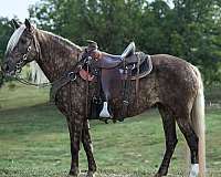 tennessee-walking-horse-rocky-mountain