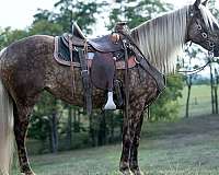 trail-horse-for-sale-rocky-mountain