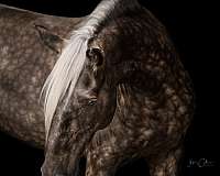 traffic-safe-horse-rocky-mountain