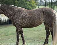 ri-rocky-mountain-horse
