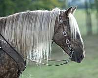 my-horse-connection-mare