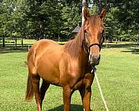 cows-appendix-horse