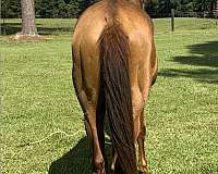 forever-appendix-horse