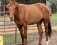 forever-home-appendix-horse