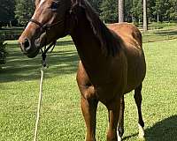 cows-colt