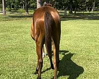 extremely-colt