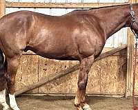 chestnut-front-coronet-horse