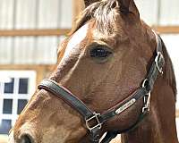 dressage-champion-thoroughbred-horse