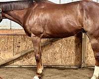 lonesome-thoroughbred-horse