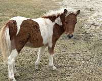 pinto-red-white-spots-horse