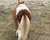 miniature-horse