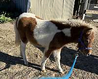 quick-miniature-horse