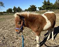 teach-miniature-horse