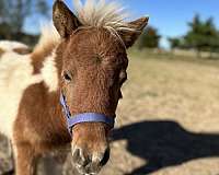 miniature-therapy-filly