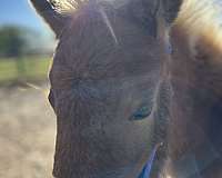 red-white-filly
