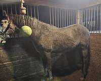 azteca-stallion