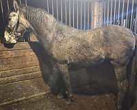 azteca-horse-for-sale