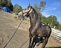 azteca-horse
